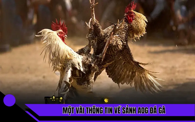 Một vài thông tin về sảnh AOG đá gà