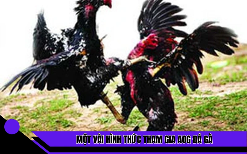 Một vài hình thức tham gia AOG đá gà