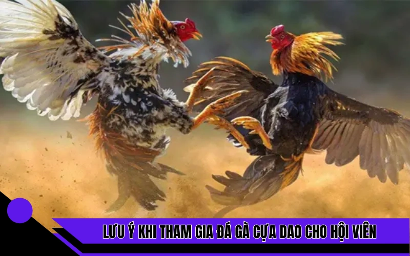 Lưu ý khi tham gia đá gà cựa dao cho hội viên