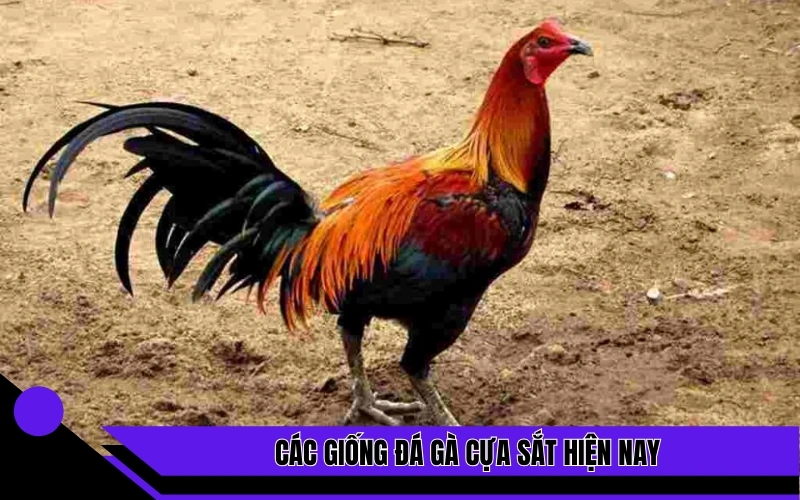 Các giống đá gà cựa sắt hiện nay