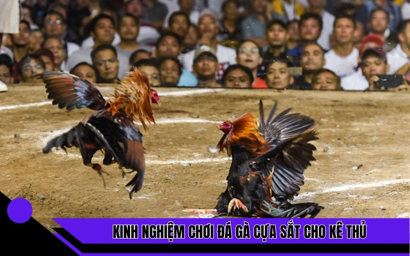 Kinh nghiệm chơi đá gà cựa sắt cho kê thủ