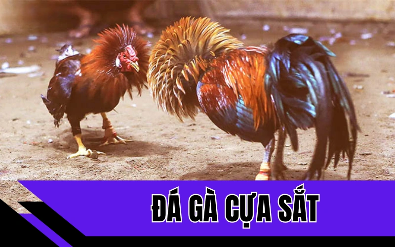 đá gà cựa sắt