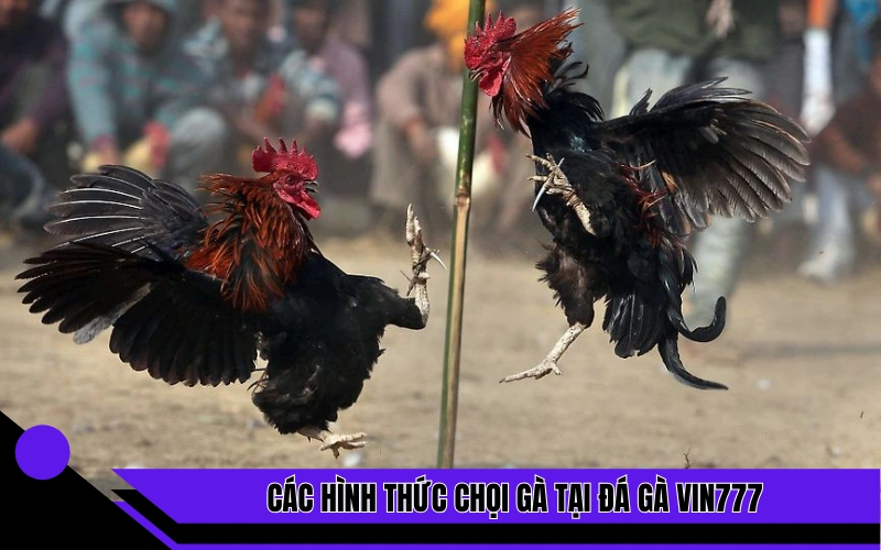 Các hình thức chọi gà tại đá gà Vin777