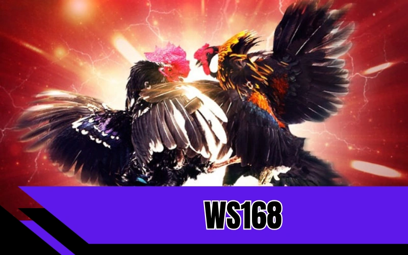 ws168